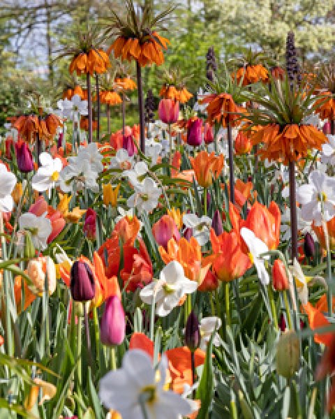 Eyecatcher Velvet (Keukenhof 2023) -b